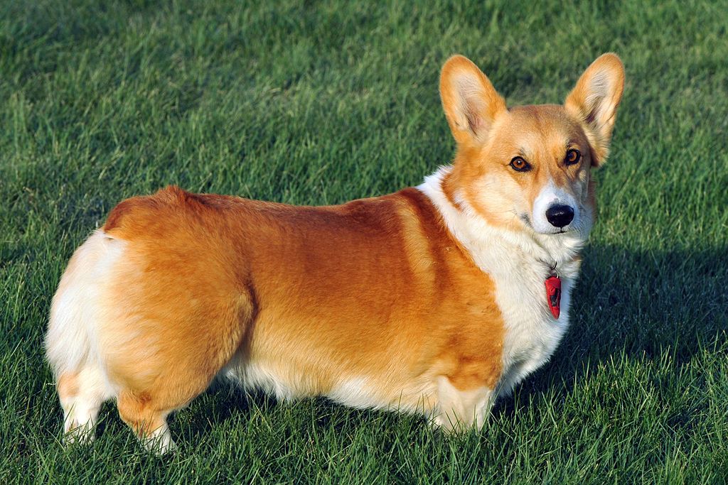 A Pembroke Welsh Corgi