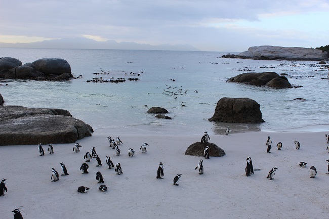 Boulders Beach, South Africa