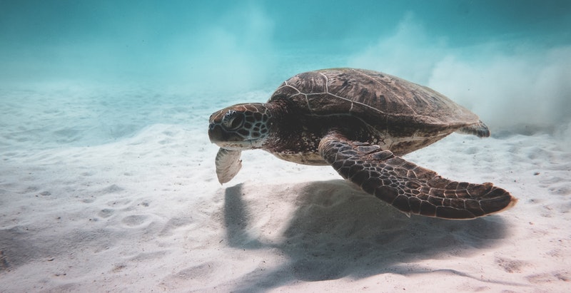 Belize sea turtle