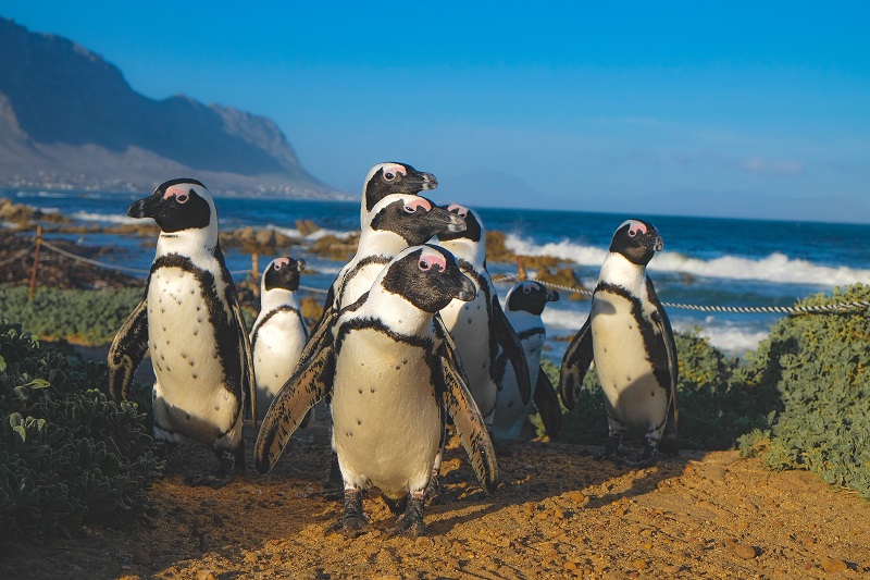 South Africa Penguins