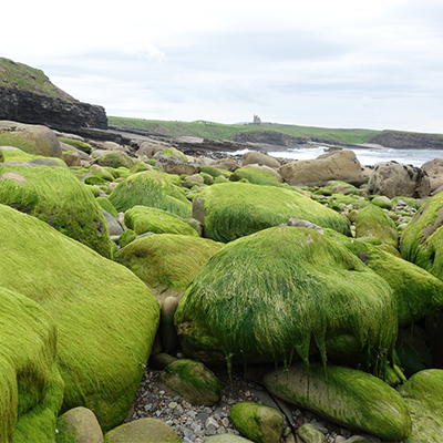 large rocks covered in green with ocean in background in Ireland