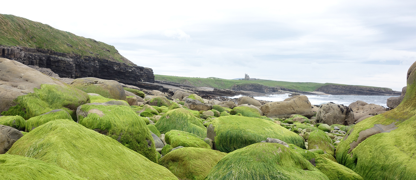 Moss covered rocks in Ireland 