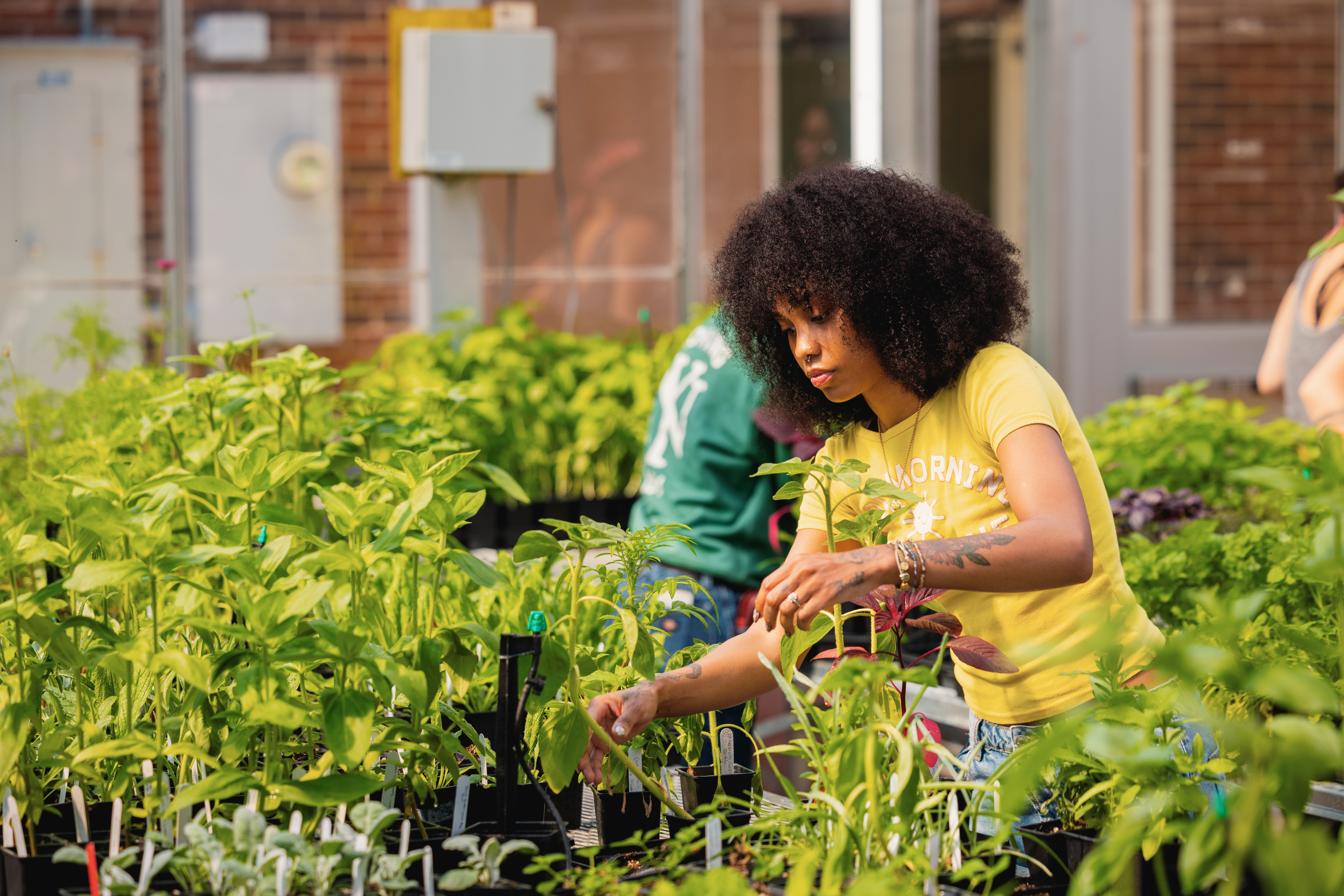 Student tending seedlings among rows of plants in a greenhouse