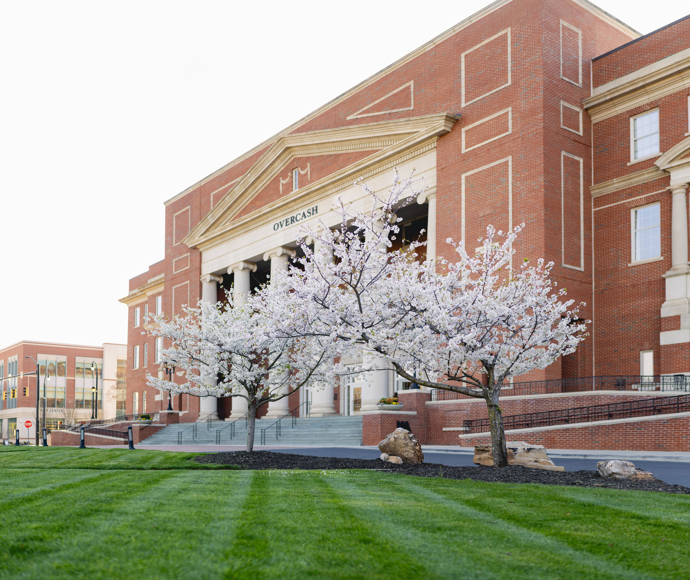 Tree with white buds in front of large brick Overcash Building on Central Piedmont’s campus.