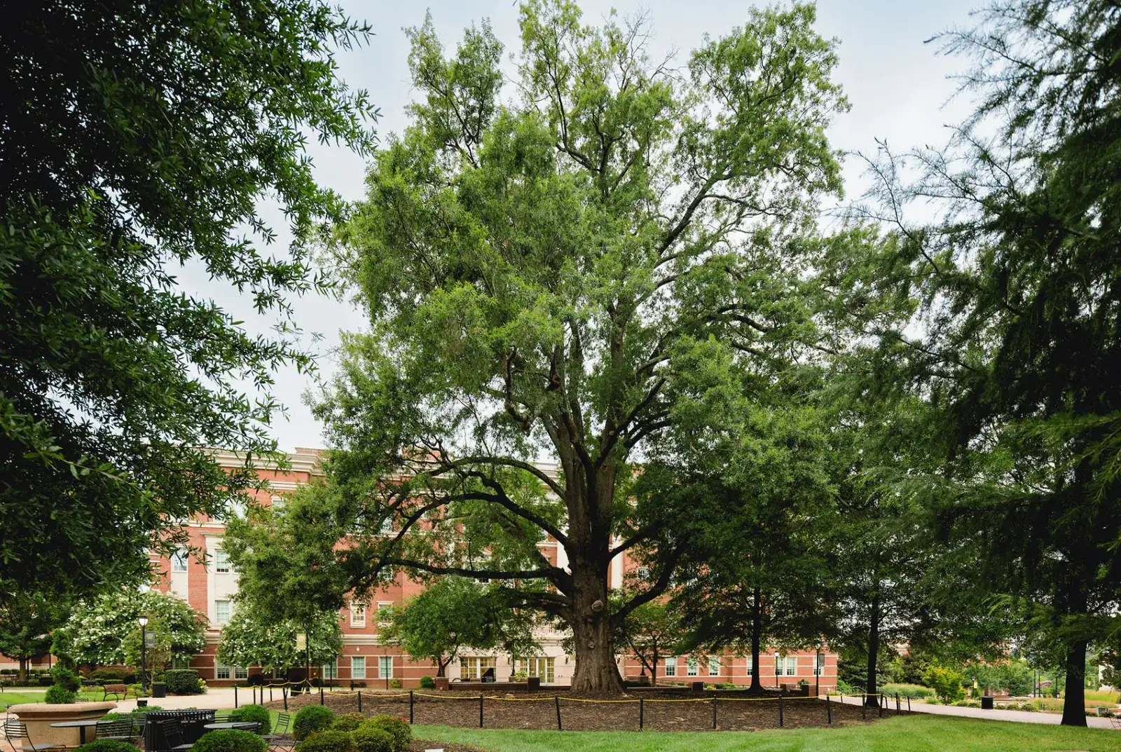 The Grandaddy Oak on Central Piedmont's Central Campus