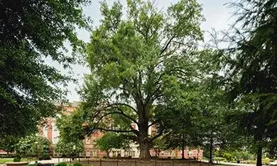 Central Piedmont to honor legacy of historic 'Granddaddy Oak' while prioritizing campus safety