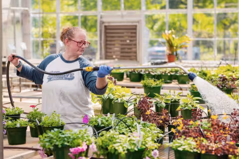 Horticulture student watering trays of potted plants in a campus greenhouse