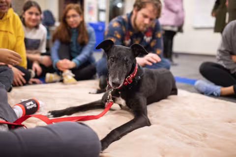Veterinary Assistant
