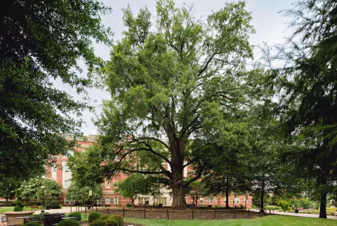 The Grandaddy Oak on Central Piedmont's Central Campus